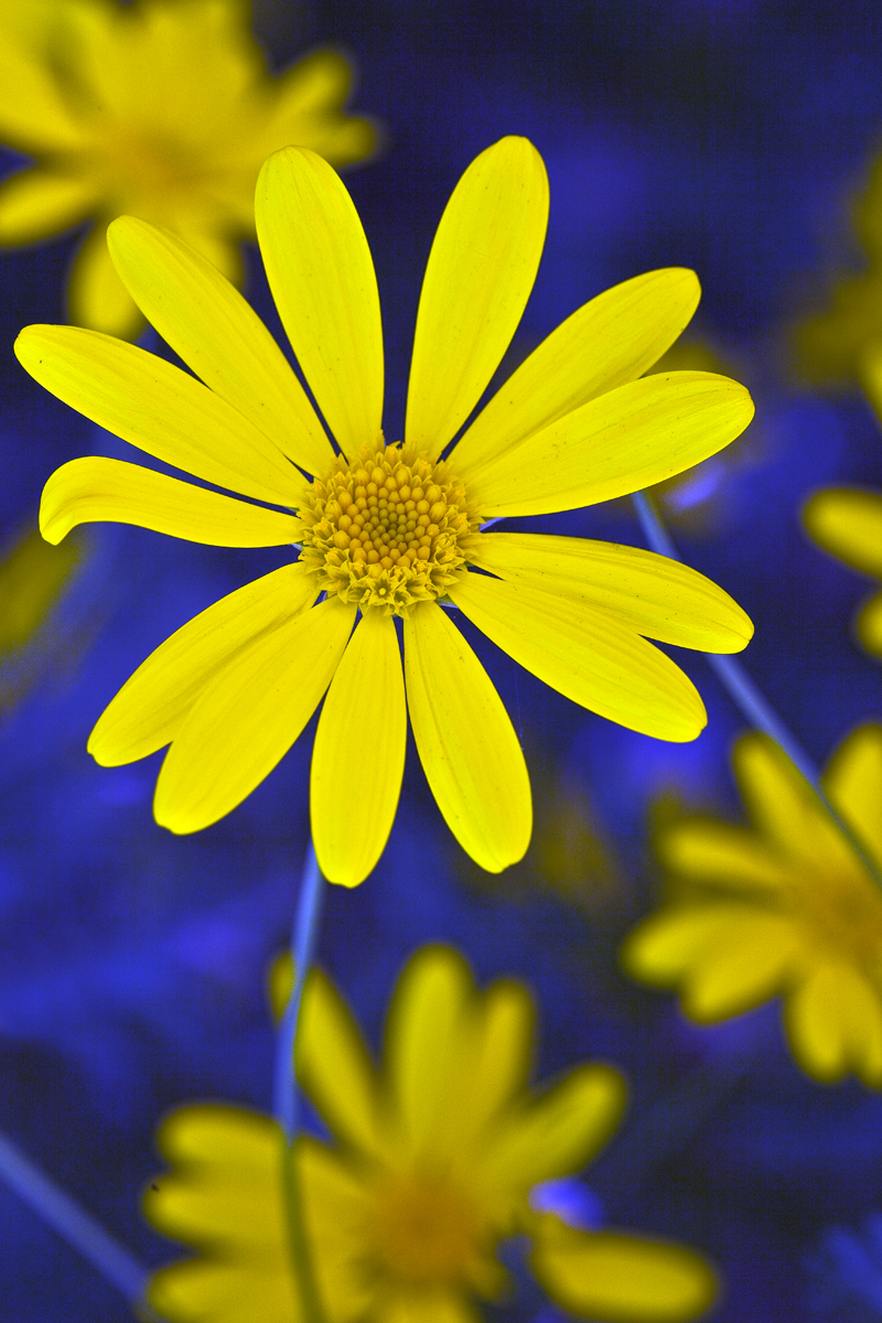 Download Daisy (800Wx1200H)
