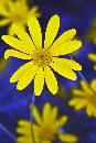 Daisy (800Wx1200H) - Daisy - Sonoma - 2010 