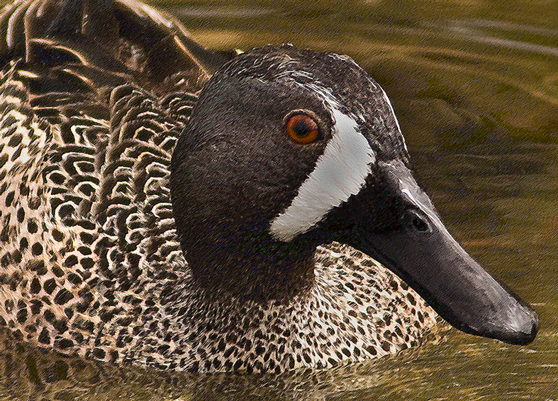 Download Duck (810Wx582H)