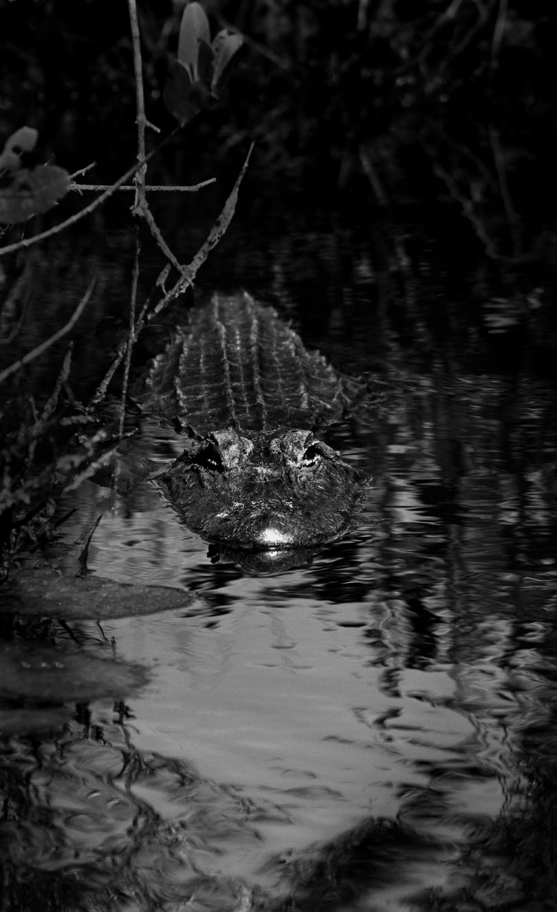 Download Alligator (810Wx1325H)
