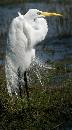 Egret Tall (540Wx973H) - Emperor of the Marsh - 2008 