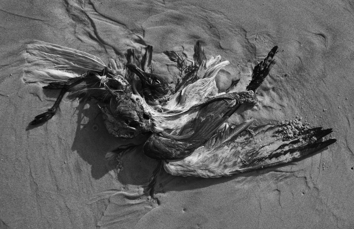 Download Fallen Angel (1189Wx770H)