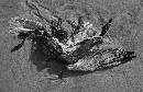 Fallen Angel (1189Wx770H) - Fallen Angel - Cumberland Island 