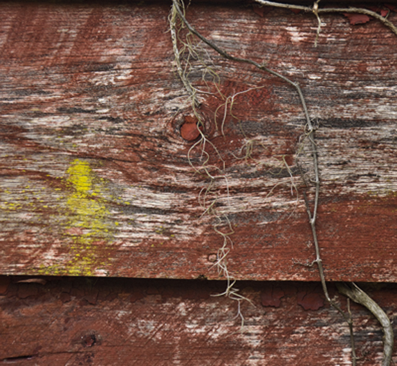 Download Detail Red House (574Wx530H)