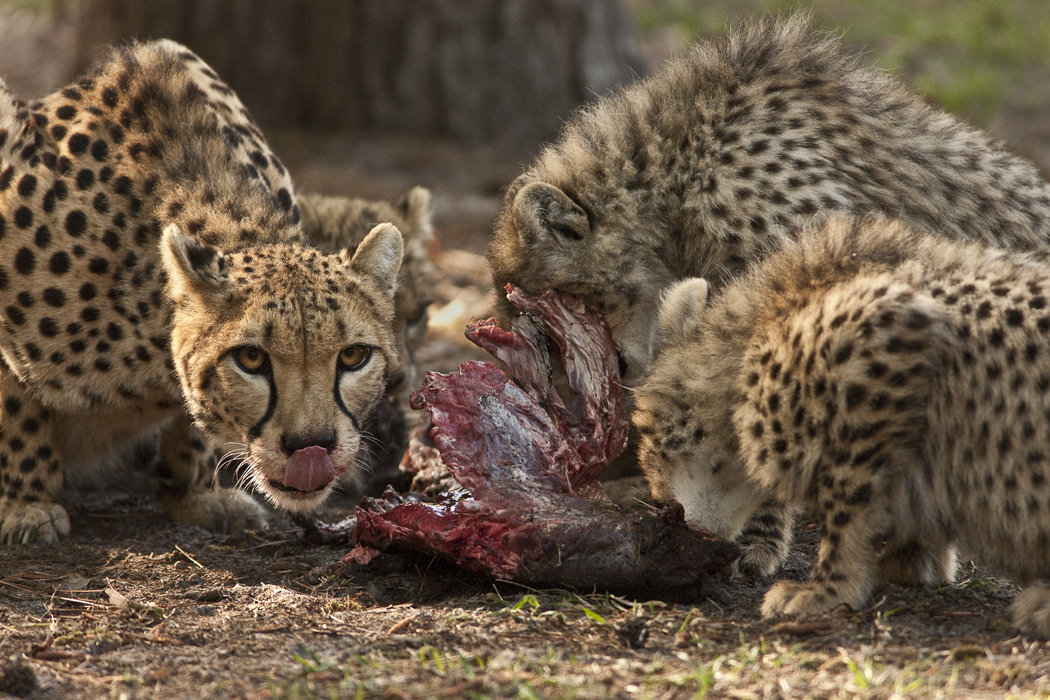 Download Dinner Time 2 (1050Wx700H)