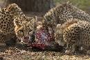 Dinner Time 2 (1050Wx700H) - Dinner Time 2 - White Oak - 2010 