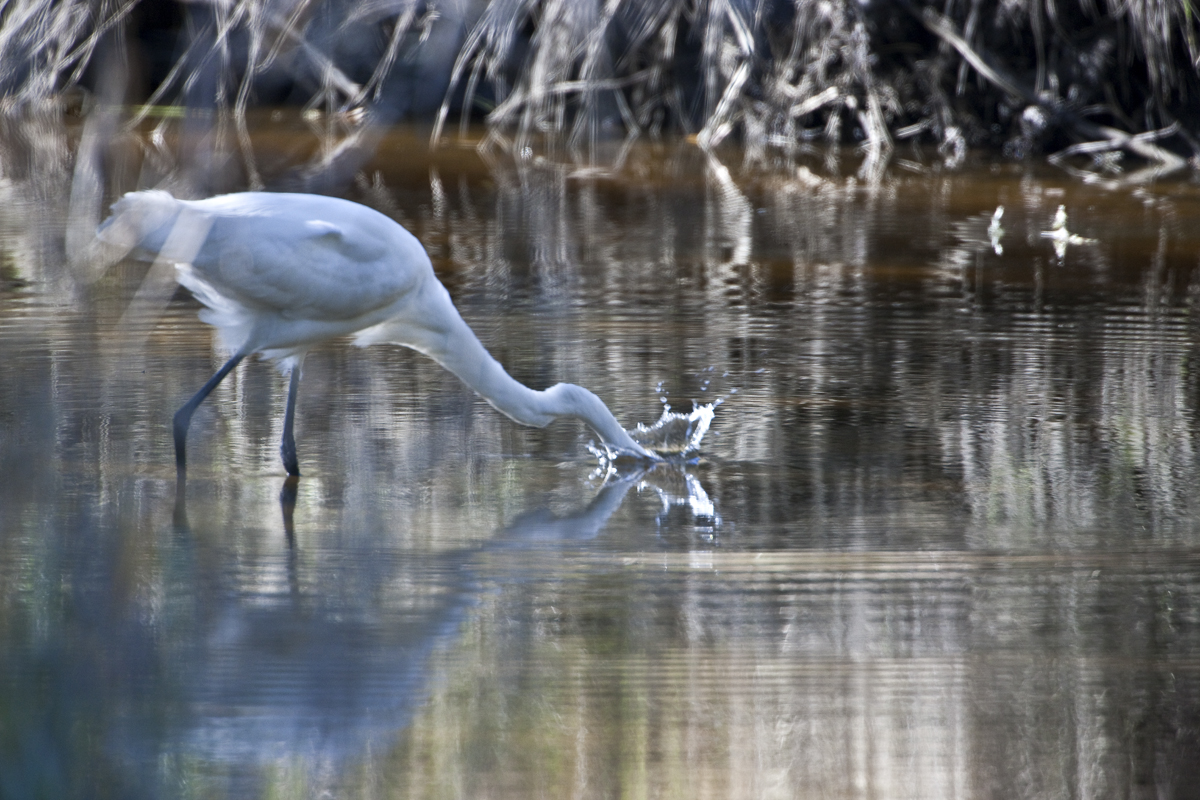 Download Dinner Time (1200Wx800H)