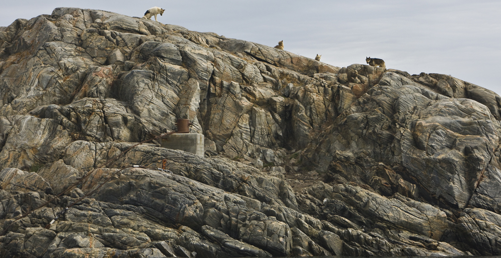 Download Dog Island (5746Wx2965H)