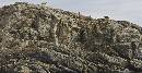 Dog Island (5746Wx2965H) - Dog Island - Sled Dogs Here All Summer - Greenland - 2008 