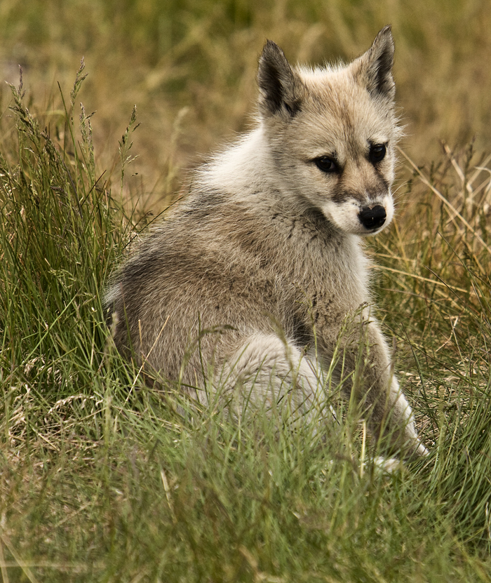 Download Dog Looking Back (700Wx831H)