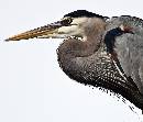 Don Juan (940Wx800H) - Don Juan - Amelia Island - 2010 