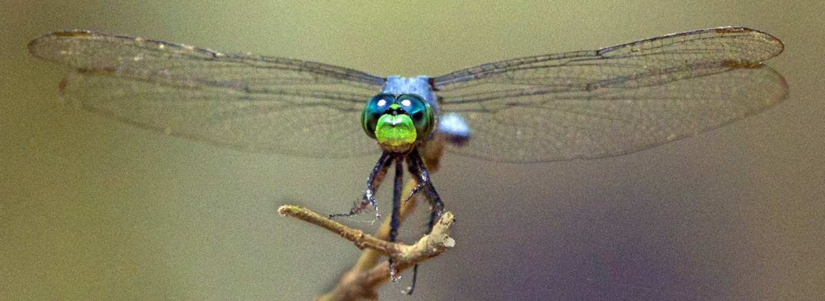 Download Dragonfly Looking (1200Wx438H)