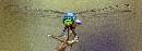 Dragonfly Looking (1200Wx438H) - Dragonfly Looking - Amelia Island - 2010 