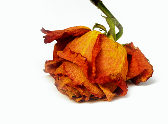 Download Dried Flower 1 (576Wx427H)