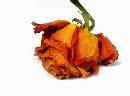 Dried Flower 1 (576Wx427H) - Jo-Ann's Birthday Flowers - 2006 
