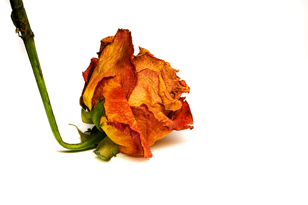 Download Dried Flower 2 (608Wx405H)
