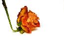 Dried Flower 2 (608Wx405H) - Dried Flower Two 