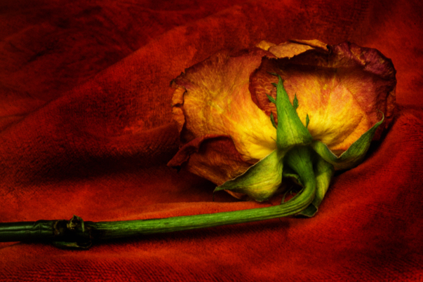 Download Dried Flower Red (603Wx402H)