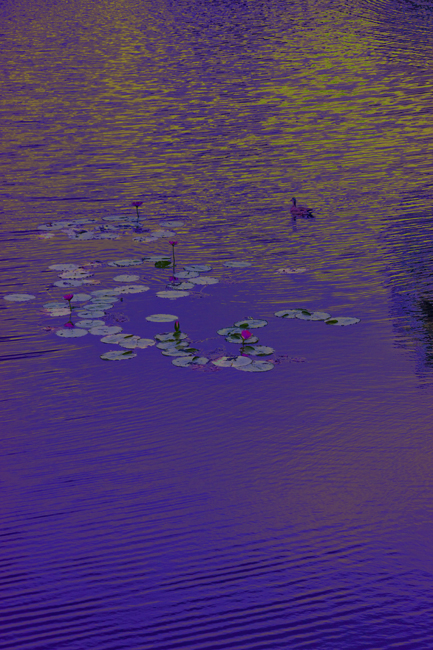 Download Duck and Lilies (433Wx650H)