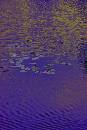 Duck and Lilies (433Wx650H) - Duck and Lilies - 2008 