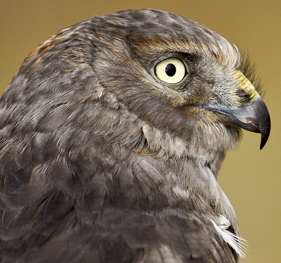 Download Eagle (964Wx900H)