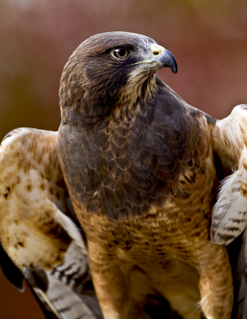 Download Eagle (850Wx1100H)