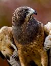 Eagle (850Wx1100H) - Eagle - Boise - 2010 