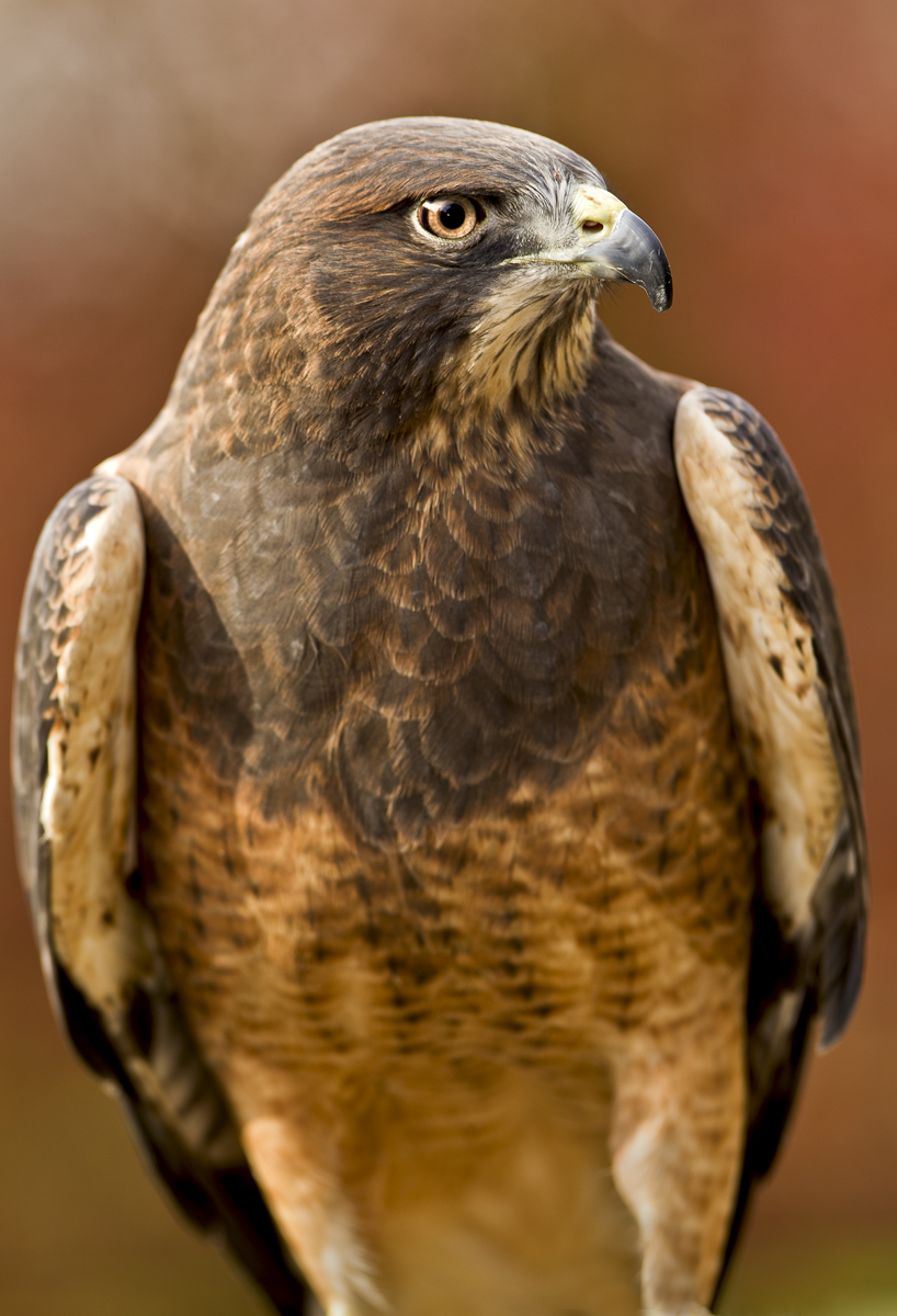 Download Eagle (818Wx1200H)
