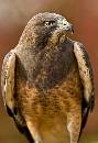 Eagle (818Wx1200H) - Eagle - Boise - Perrigrine Foundation - 2010 