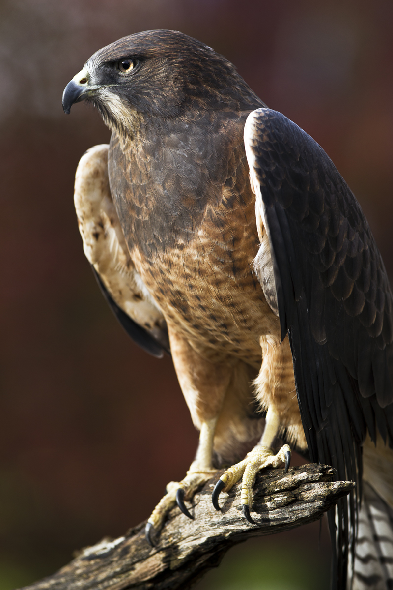 Download Eagle Facing Left (800Wx1200H)