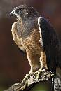 Eagle Facing Left (800Wx1200H) - Eagle Facing Left - Perrigrine Foundation - Boise - 2010 
