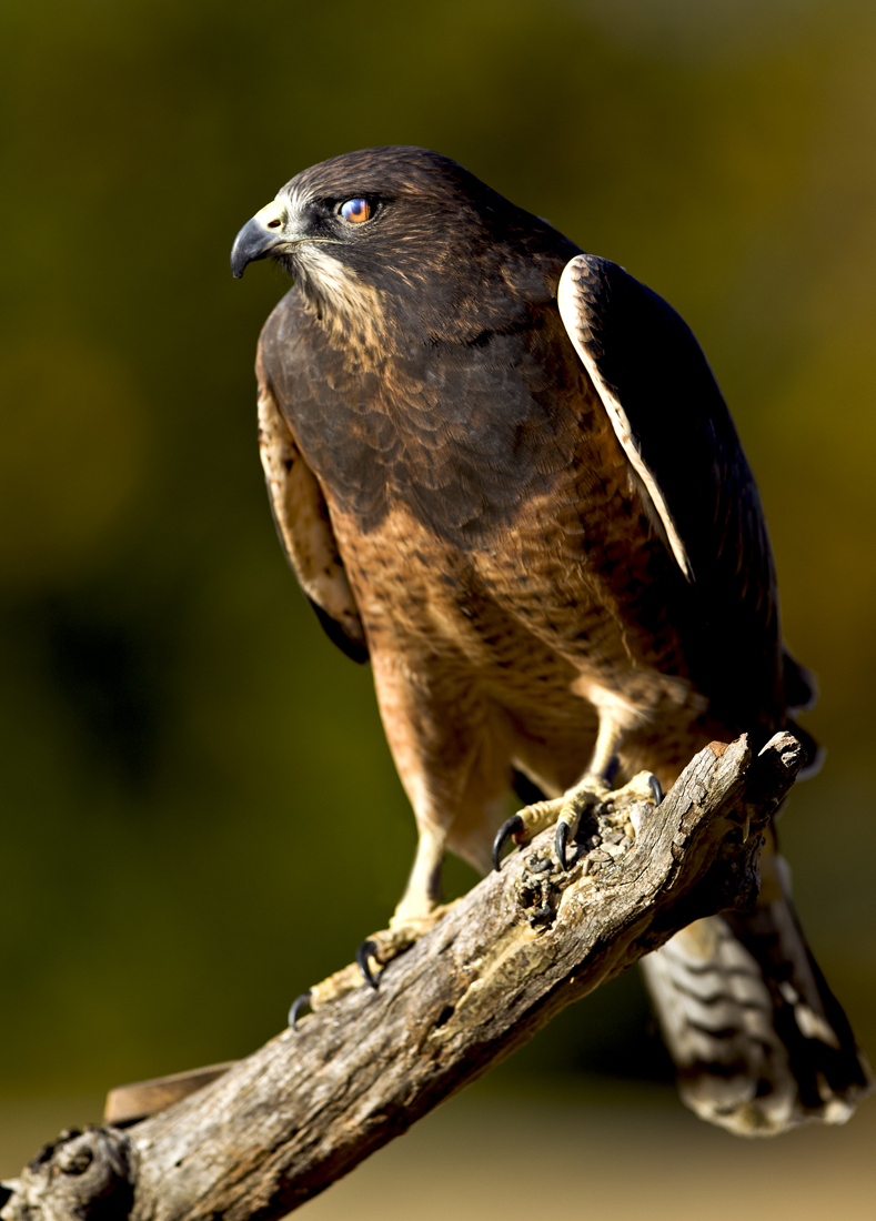 Download Eagle Facing Lft II (789Wx1100H)