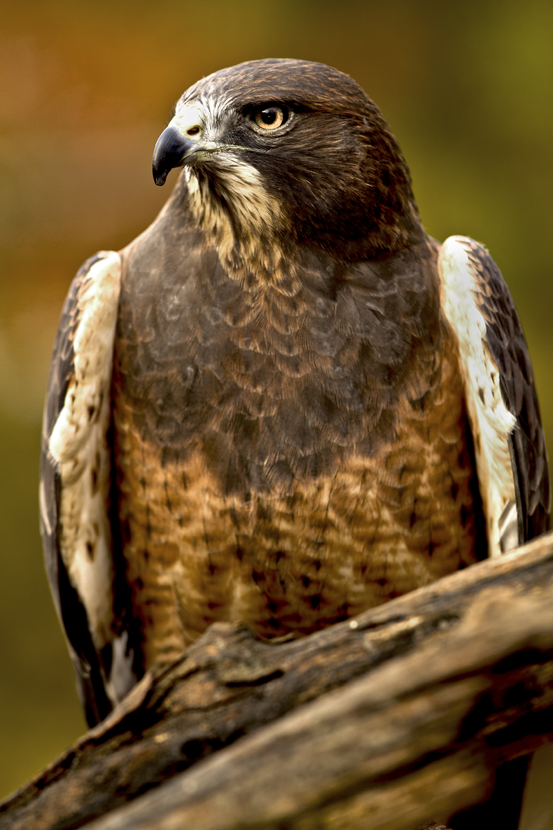 Download Eagle Facing Lft III (800Wx1200H)