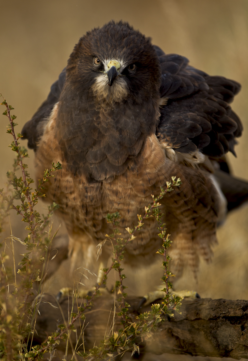 Download Eagle Fluff (825Wx1200H)