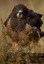 Eagle Fluff (825Wx1200H) - Eagle Fluff - Boise - 2010 