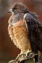 Eagle Fluffed (800Wx1200H) - Eagle Fluffed - Perigrine Foundation - 2010 