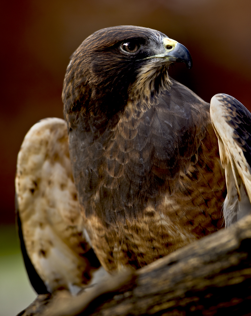 Download Looking Right (874Wx1100H)