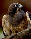 Looking Right (874Wx1100H) - Eagle Looking Right - Boise - 2010 