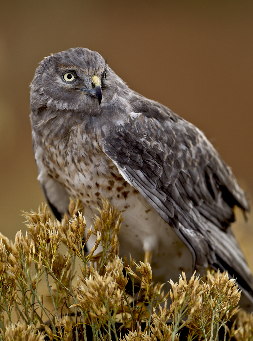 Download Eagle Owl (816Wx1100H)