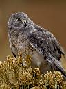 Eagle Owl (816Wx1100H) - Eagle Owl - Boise - Perrigrine Foundation - 2010 