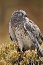 Eagle Owl II (800Wx1200H) - Eagle Owl II - Boise - 2010 