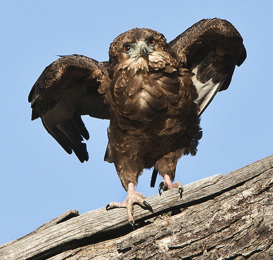 Download Eagle Owl 2 (944Wx900H)