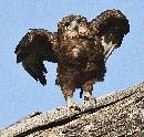 Eagle Owl 2 (944Wx900H) - Eagle Owl 2 - Africa - 2010 