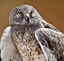 Eagle Owl III (1045Wx1000H) - Eagle Owl III - Boise - 2010 