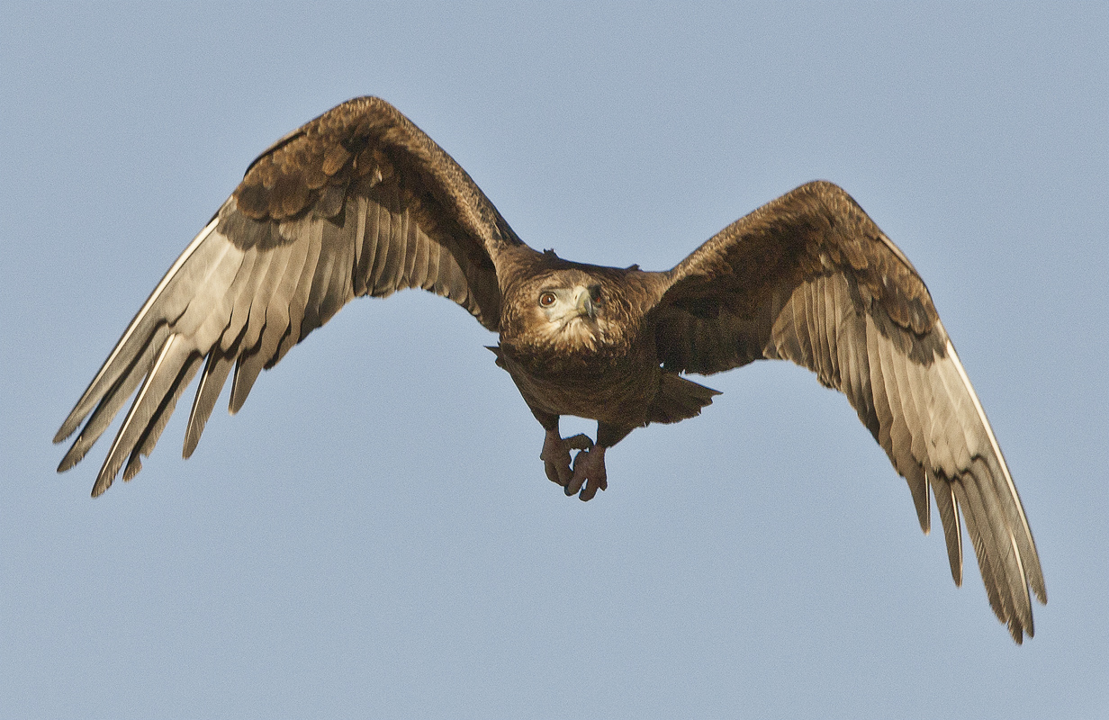 Download Eagle Owl Ft 3 (1232Wx800H)
