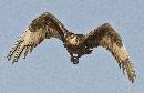 Eagle Owl Ft 3 (1232Wx800H) - Eagle Owl Flight 3 - Africa - 2010 