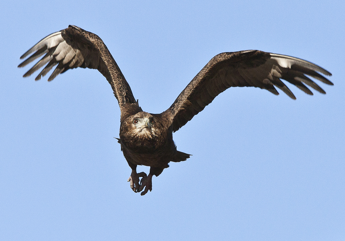 Download Eagle Owl Fight (1145Wx800H)