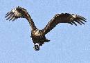 Eagle Owl Fight (1145Wx800H) - Eagle Owl Flight - Africa - 2010 