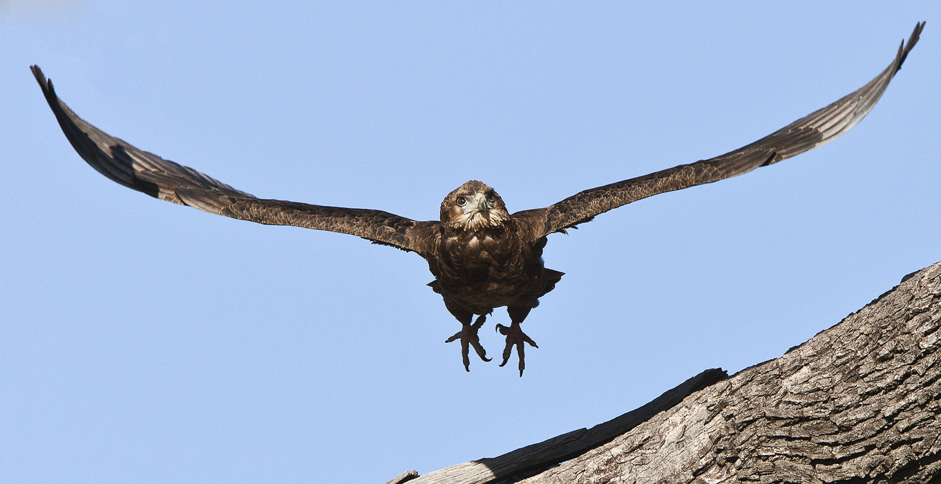 Download Eagle Owl in Flight (1362Wx700H)