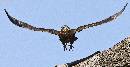 Eagle Owl in Flight (1362Wx700H) - Eagle Owl in Flight - Africa - 2010 